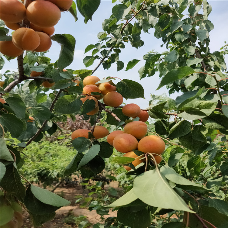 杏树种植 杏树种植几年结果