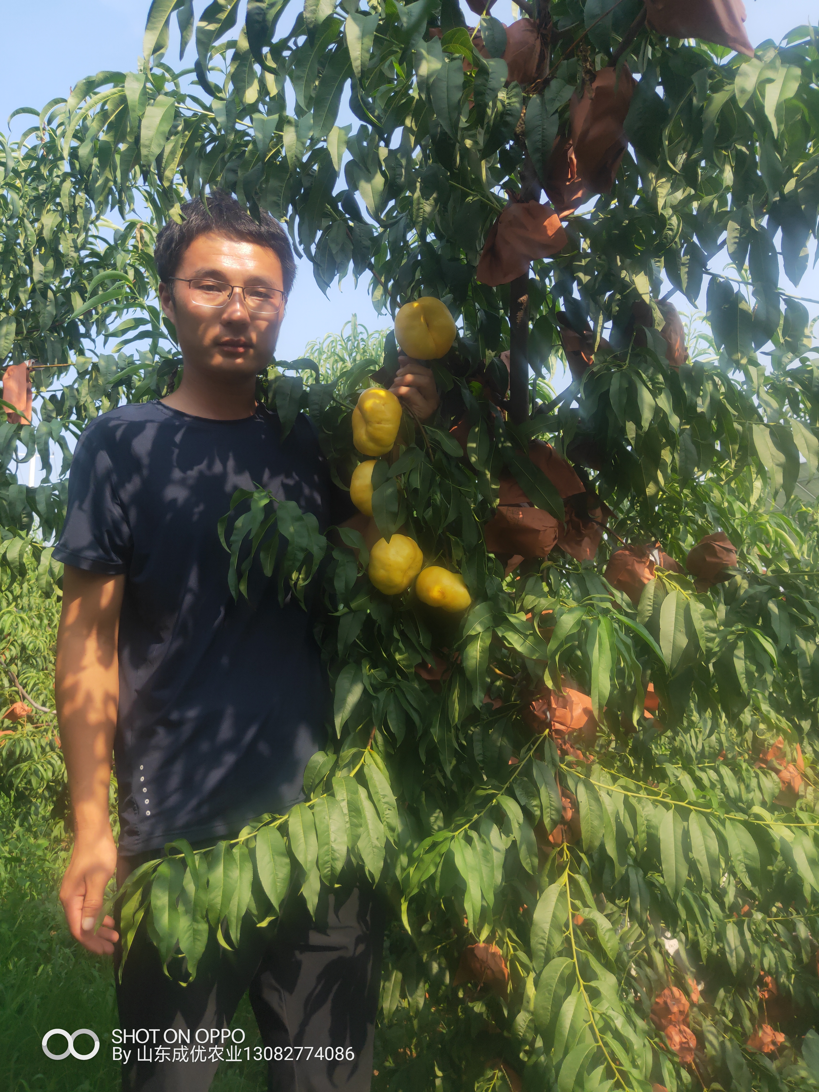 恐龙蛋李子种植技术图片