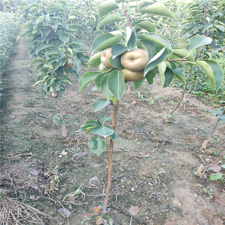 柱狀梨樹苗矮化梨樹苗