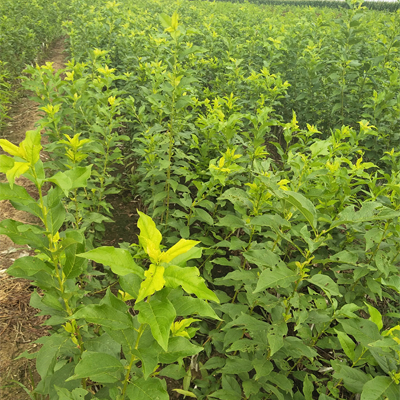 西梅樹苗什麼時候開花法蘭西西梅苗價格