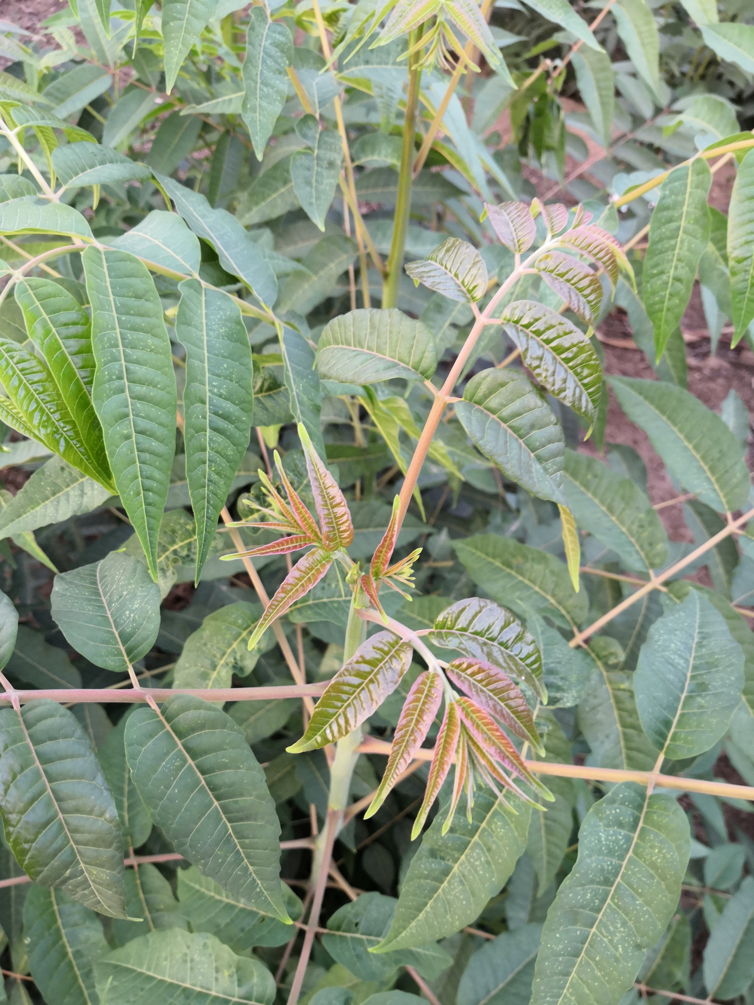 香椿树苗价格(香椿树苗怎么种植)