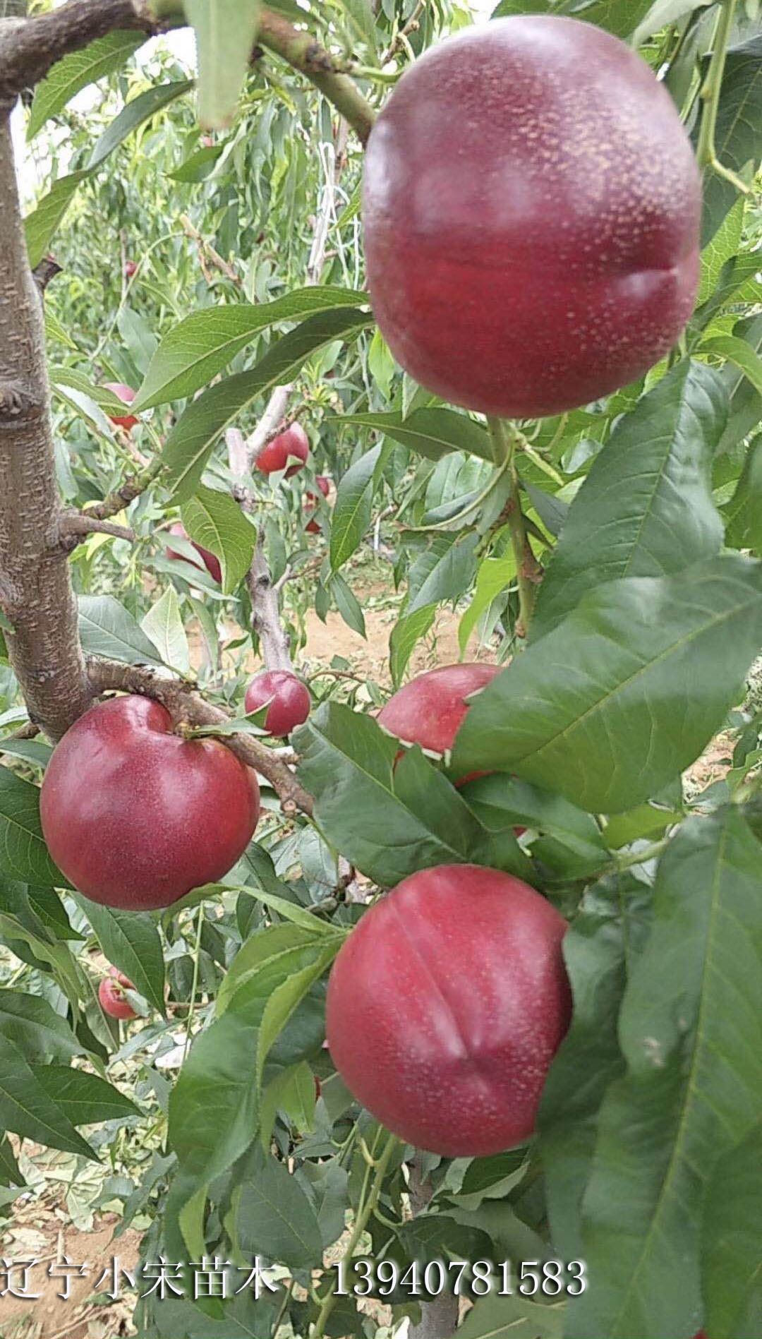 焦作焦作中油18號油桃苗哪裡有賣