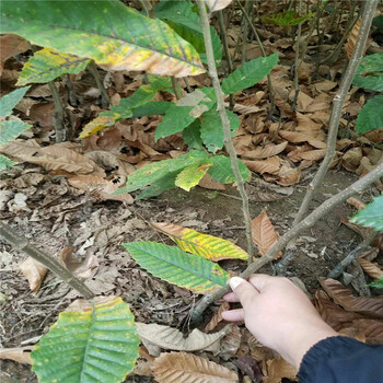 占地板栗苗哪里有产量高板栗树苗出售