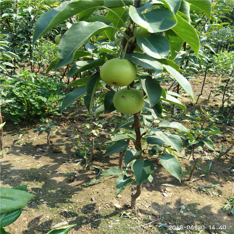 梨树下种植什么赚钱 梨树适合种在什么地方