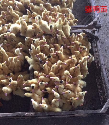 广东孵化基地供应大种肉骡鸭脱温肉骡鸭苗