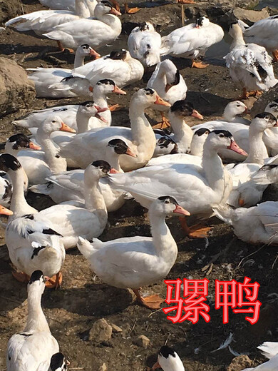 广东孵化基地供应大种肉骡鸭脱温肉骡鸭苗