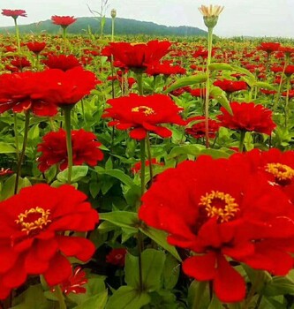 百日菊种子发芽率