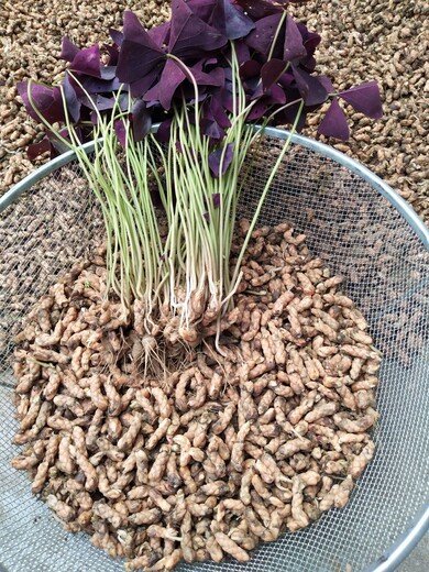 紫叶酢浆草根图片