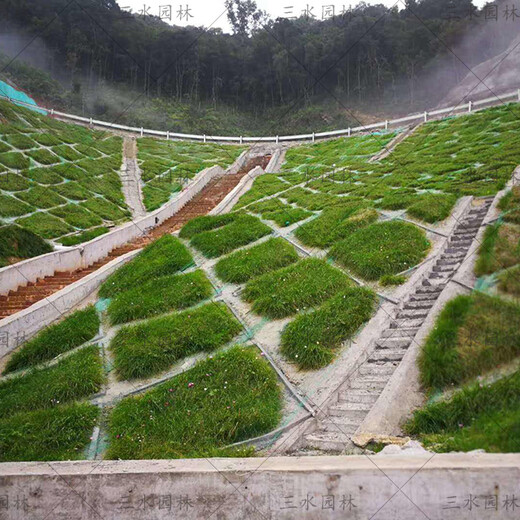 植物固坡工程图片图片