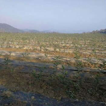 防草园艺地布啥价格