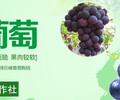 宁波前湾新区巨峰葡萄