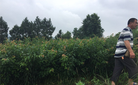 於李子苗下,也可在李園內噴灑草甘膦(農達)和克無蹤除草劑混合藥液