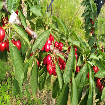 山東櫻桃苗豔陽櫻桃苗種植技術