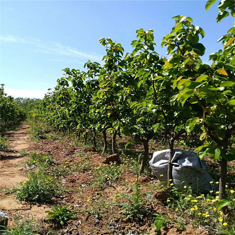 皇冠梨樹苗種植技術新品種梨樹苗批發基地