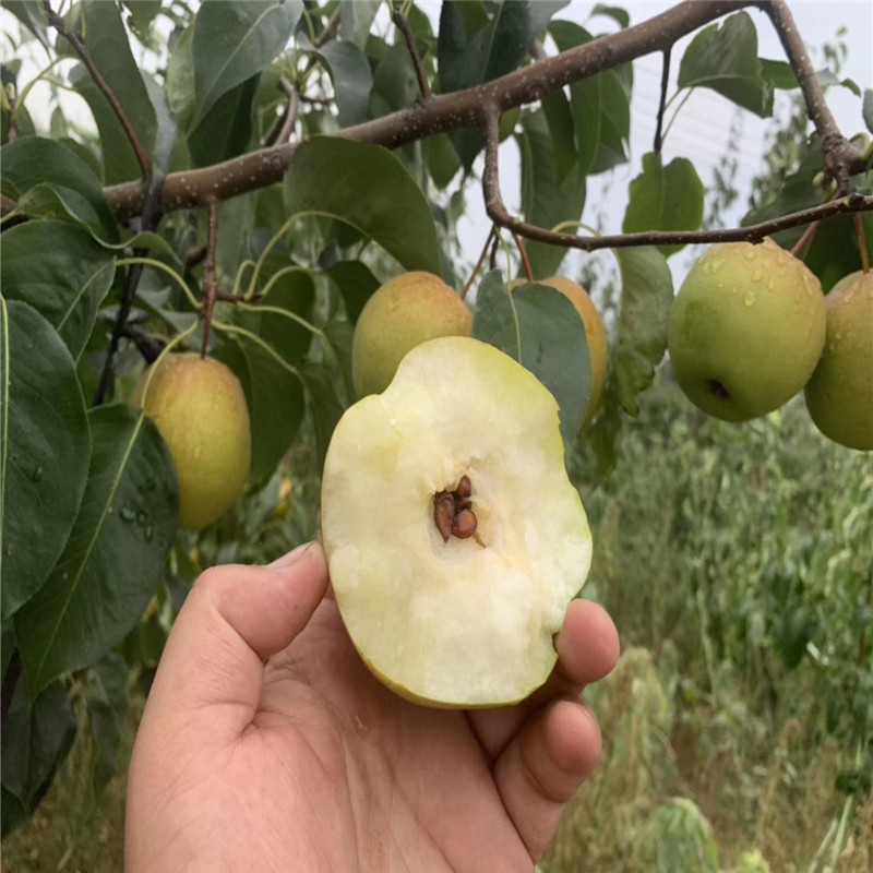 新品种梨树苗两年生嫁接梨苗成熟季节