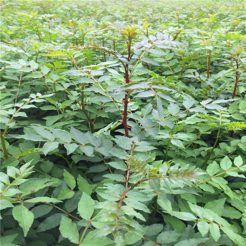 花椒芽苗種植季節花椒芽苗種植技術