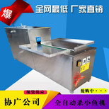 白叼鱼小白鱼小鱼鲫鱼泥鳅秋刀鱼翘嘴鱼杀鱼机小鱼开肚去内脏机图片0