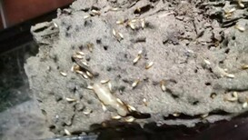 海口白蚁防治海口白蚁防治公司四害消杀口碑好价格低质量优图片2