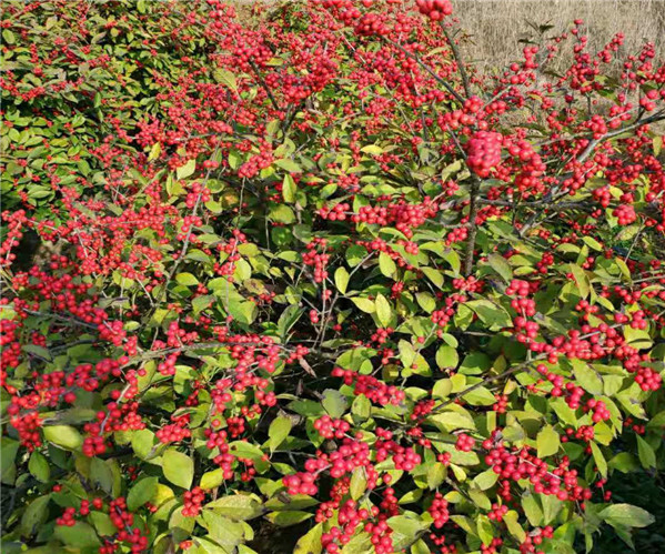 红果冬青:常绿乔木,结红果,红色的果实在树上停留的时间长,一般从当年