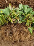 白雪公主草莓苗价格,香蕉草莓草莓苗批发价格图片2