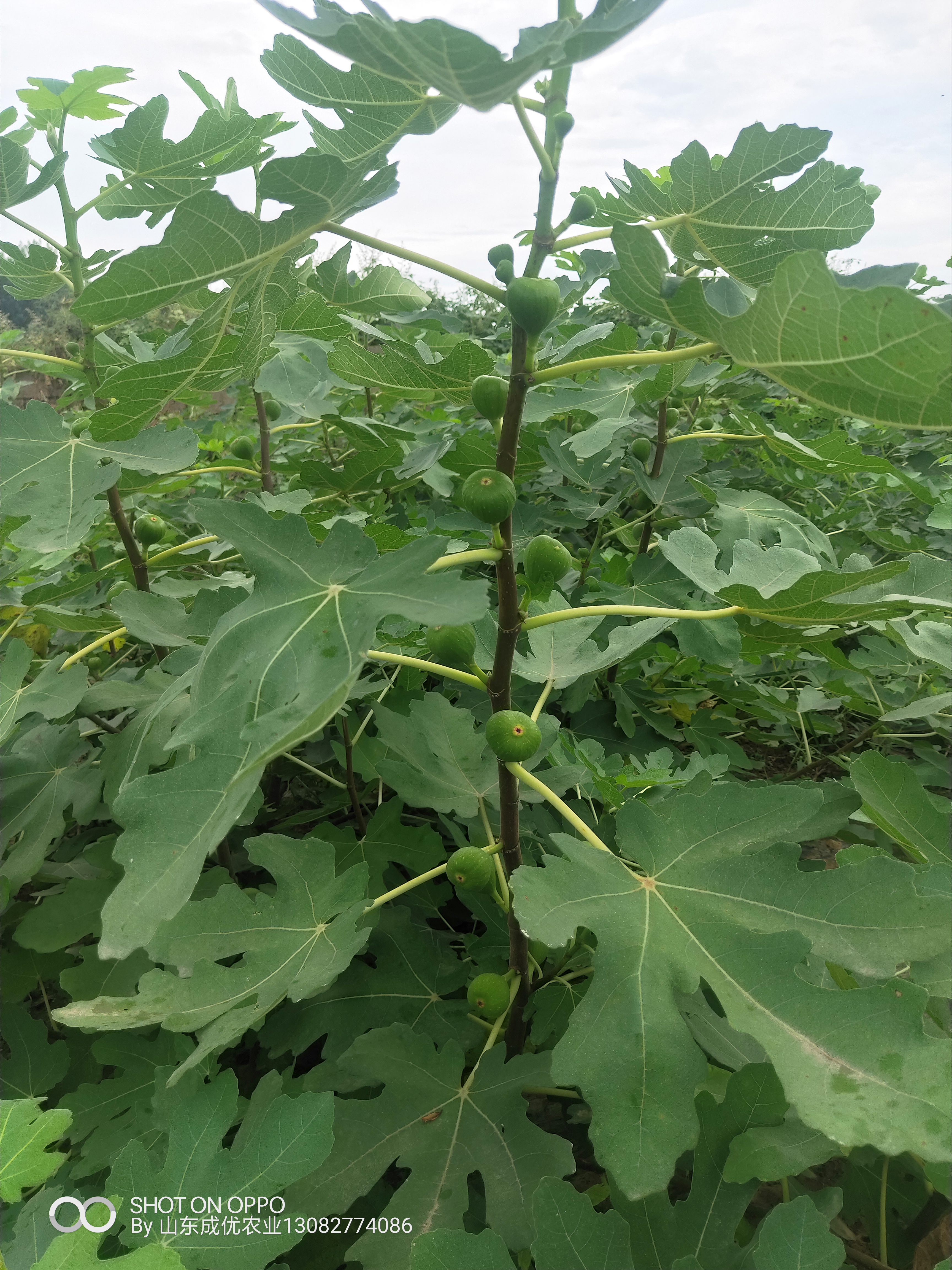 無花果基地無花果樹苗種植基地