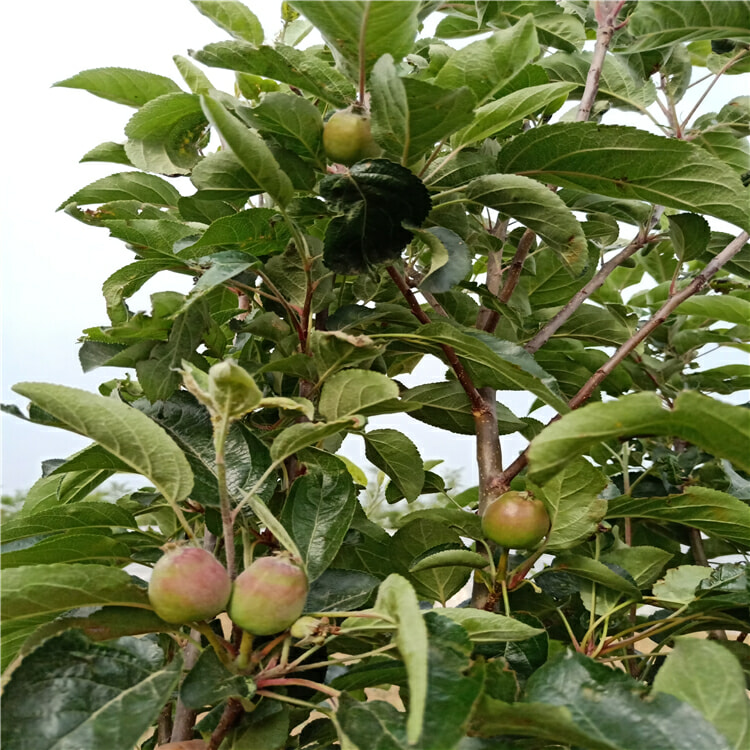 黑钻苹果树叶子图片图片