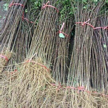 大红袍花椒树小苗联系地址