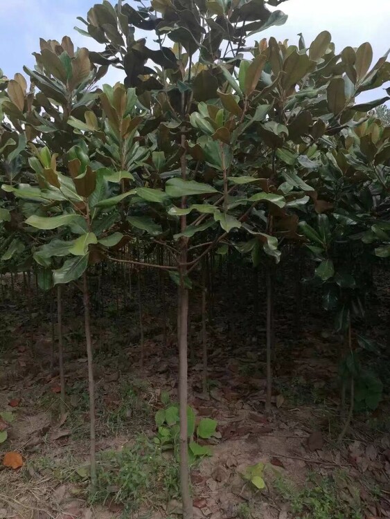 廣玉蘭,中藥名.為木蘭科植物荷花的乾燥花蕾和樹皮.味辛,性溫.