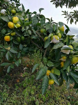 梅州小水岭油奈苗木东江湖蜜橘种植基地