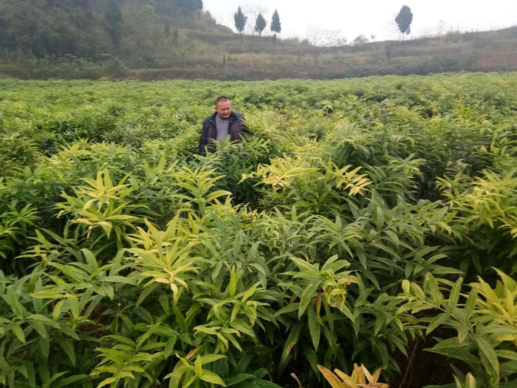 武汉黄精种植基地图片