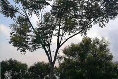 黑龙江朴树种植基地图片0