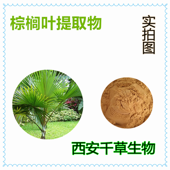 棕榈叶提取物棕榈叶浓缩粉棕榈叶浸膏粉棕榈叶浸膏颗粒