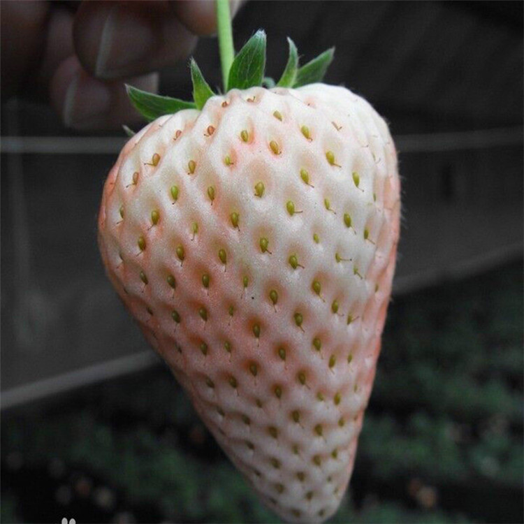 周口3年菠萝莓规格