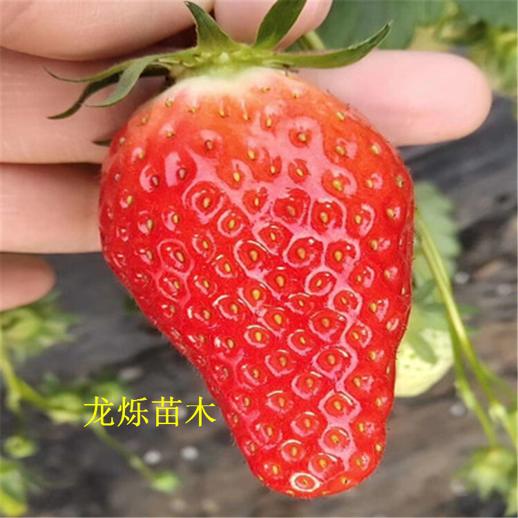 甜查理草莓简介图片