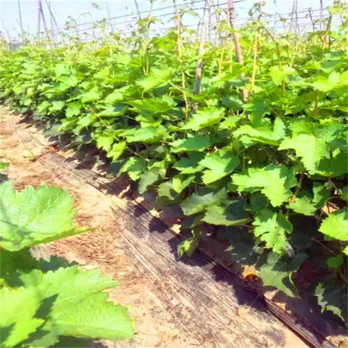 金手指葡萄苗種植基地金手指葡萄苗銷售價格