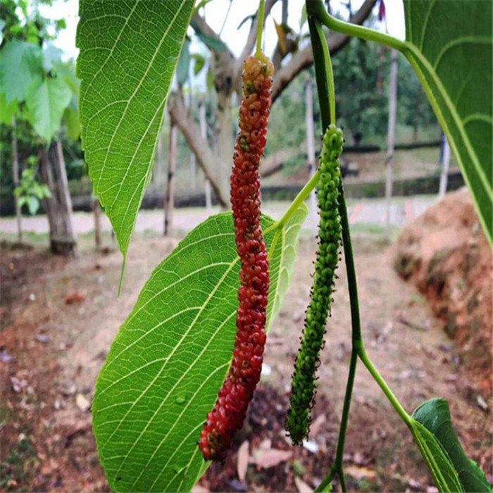 長果桑苗種植基地-長果桑樹苗2021年價格