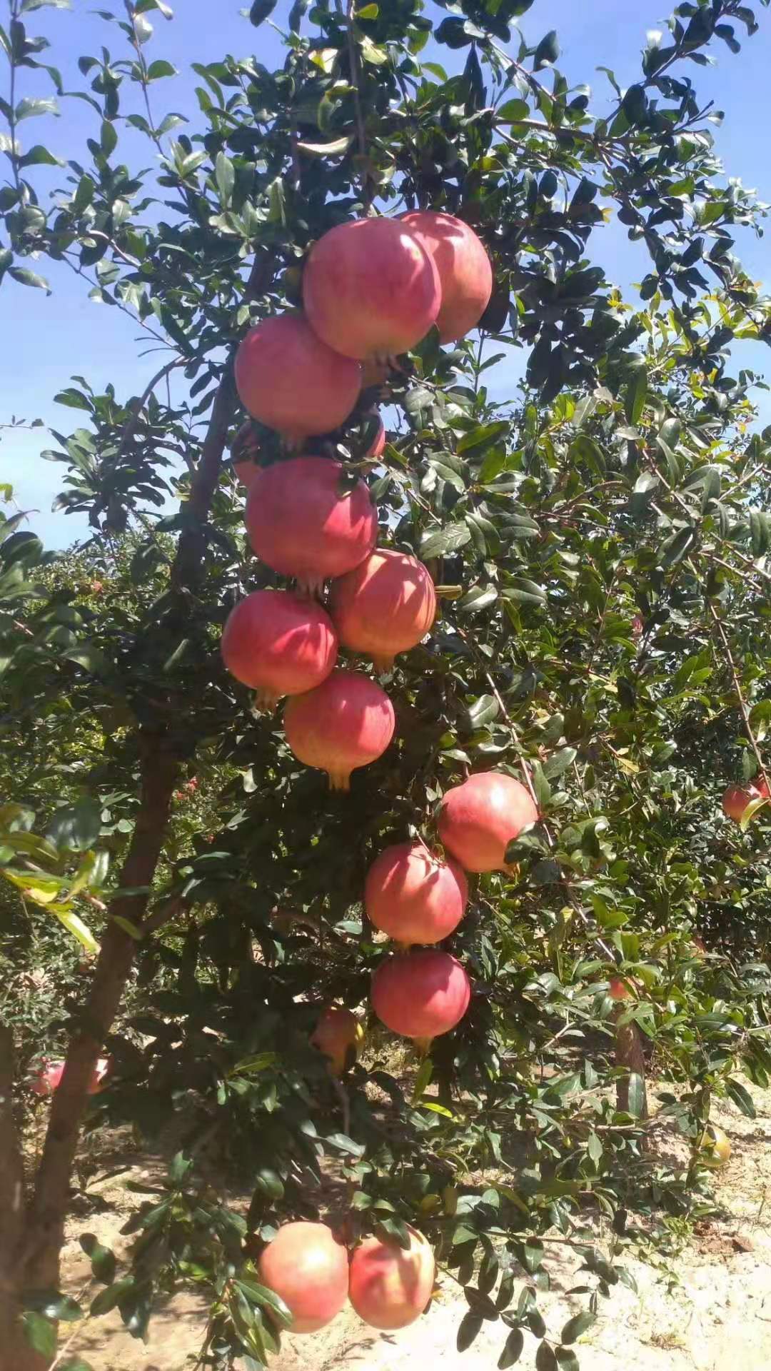 安慶泰山紅石榴苗幾年的苗成活高