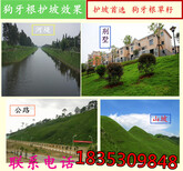 定陶县哪里有卖草坪种子多少钱一斤图片3