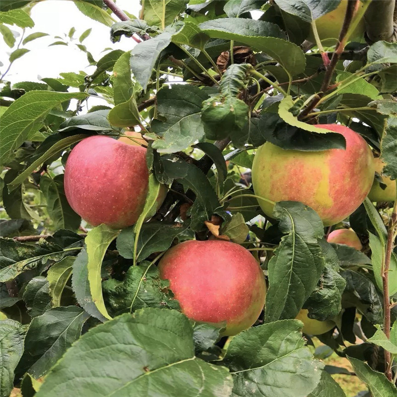 望乡红苹果苗种植技术 中间砧矮化苹果苗望乡红苹果苗批发价格