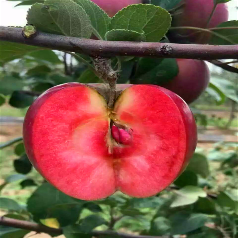 花牛蘋果苗一棵價錢中間砧矮化蘋果苗花牛蘋果苗供應