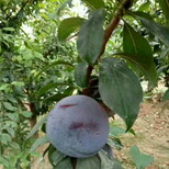 云南昆明红肉苹果树苗价格图片4