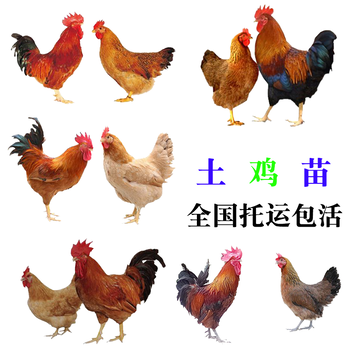 广东揭阳小鸡苗价钱