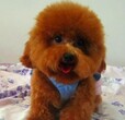 韶关犬舍韶关宠物狗狗纯种泰迪金毛萨摩松狮比熊博美茶杯贵宾犬