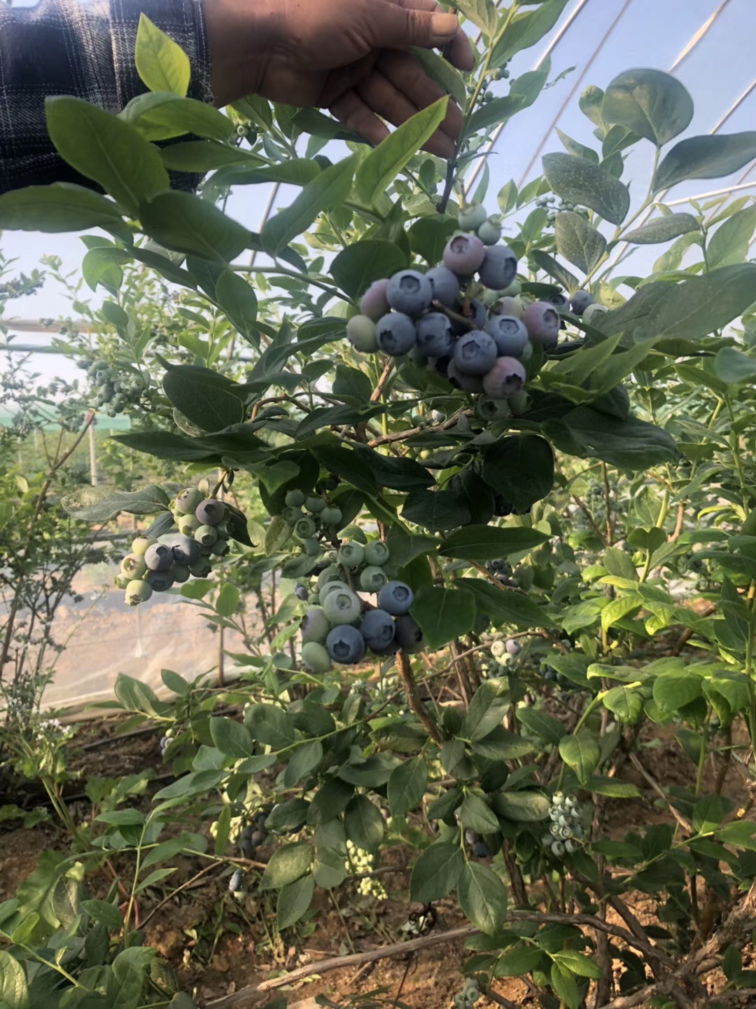 江蘇南金藍莓苗種植基地