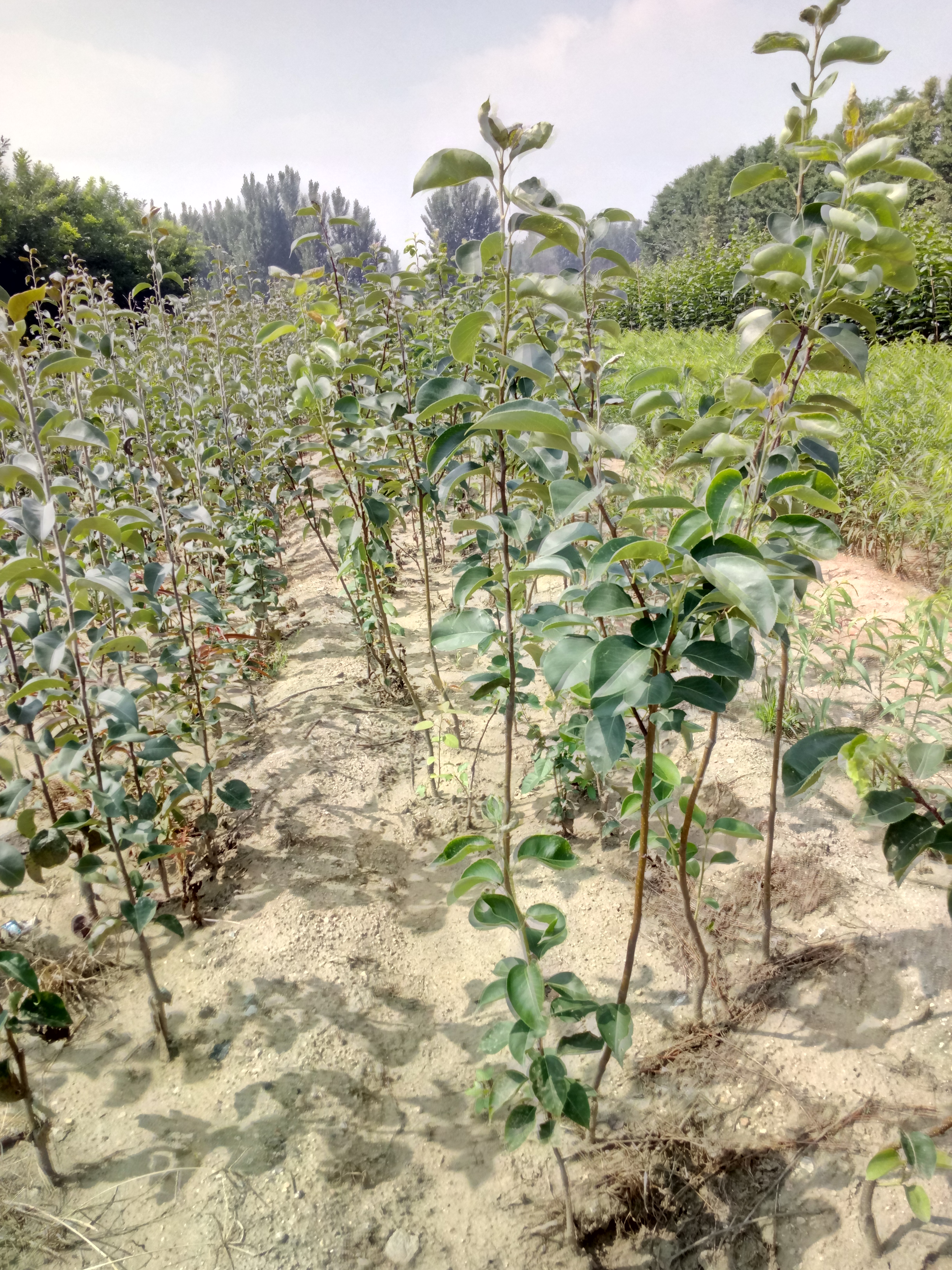 蓟县早酥红梨树苗1公分梨树苗价格