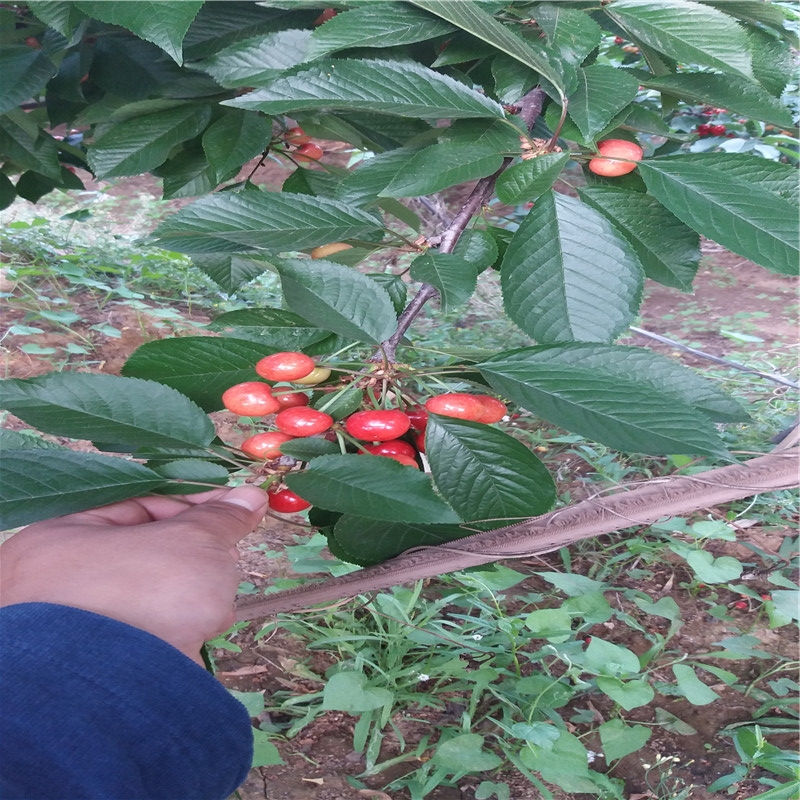 意大利早紅矮化櫻桃樹品質意大利早紅櫻桃苗貨源地供應介紹