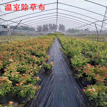 果树防草布除草布园艺地布厂家定制