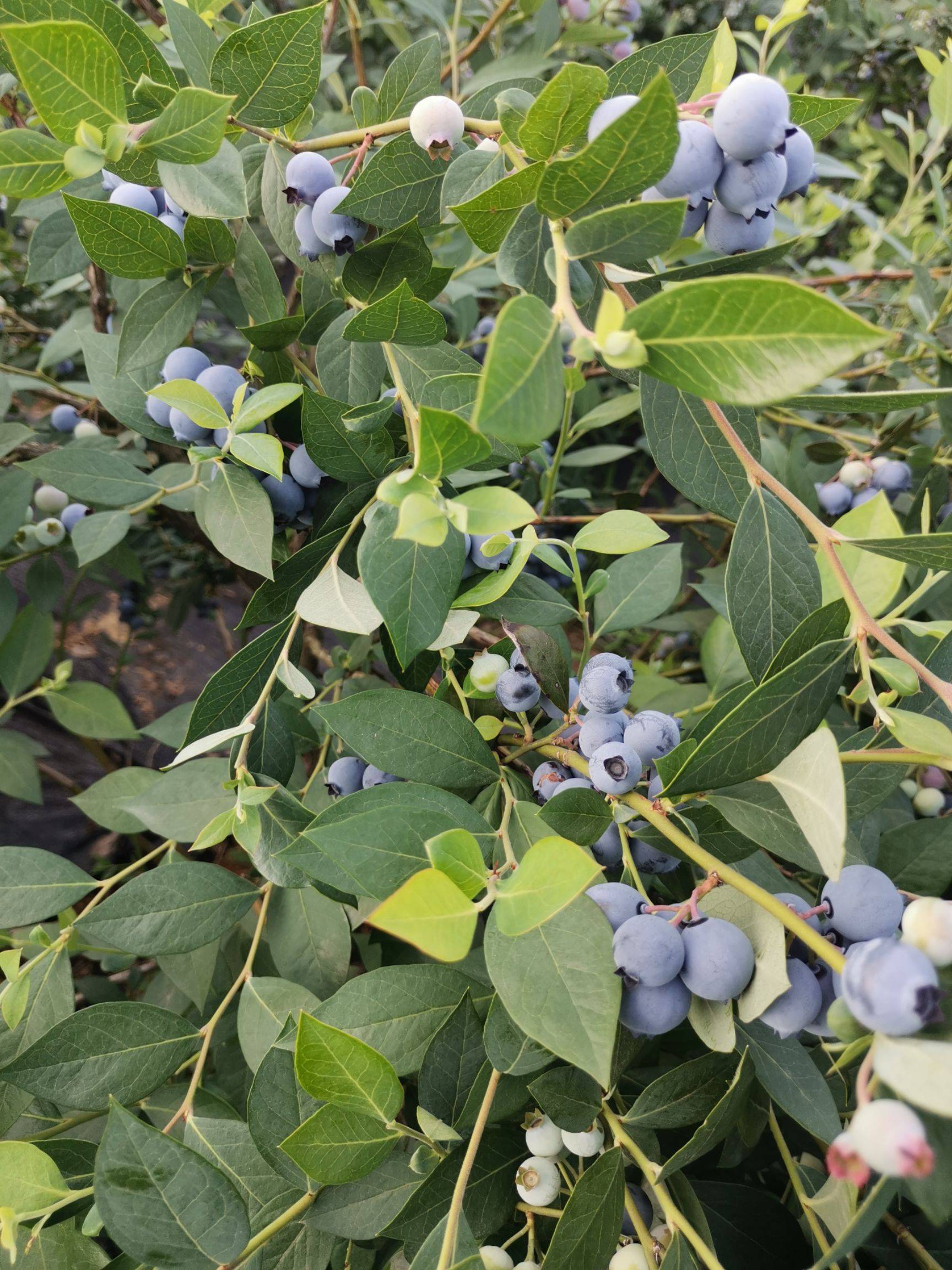 瑞卡藍莓苗適應地區瑞卡藍莓苗種植距離