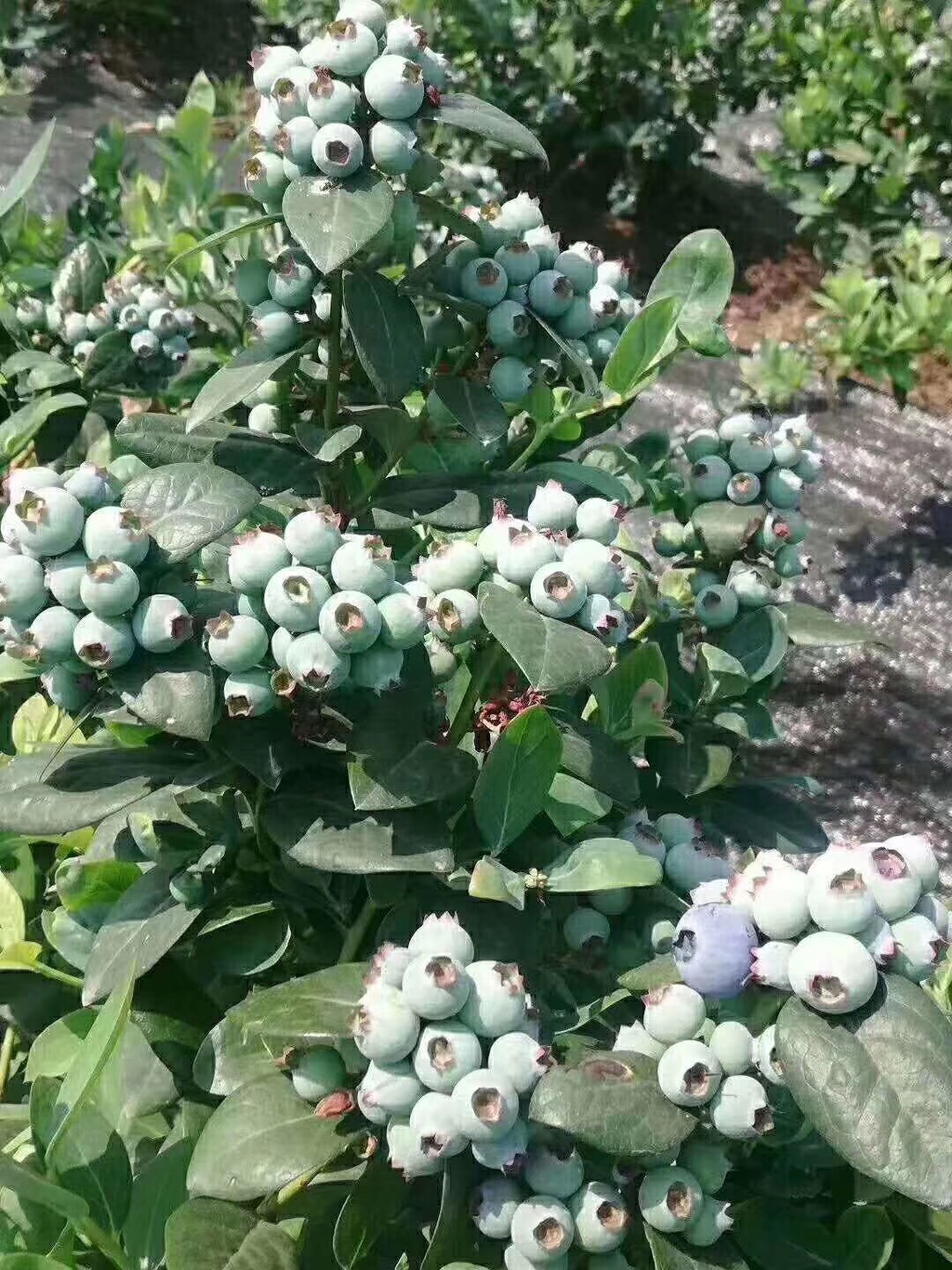 大果型藍莓苗品種介紹藍莓苗種植要求