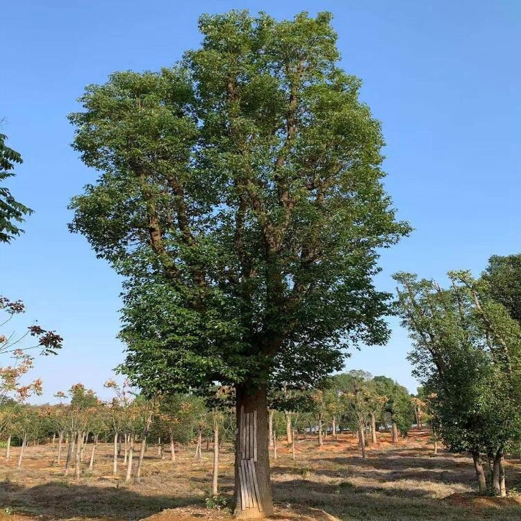 常綠大喬木,高可達30米,直徑可達3米,樹冠廣卵形;枝,葉及木材均有樟腦